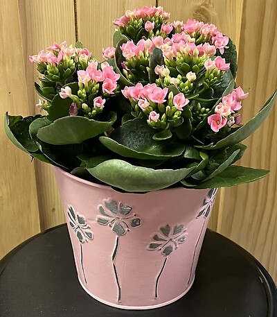 6&quot; Kalanchoe in Metal Pastel Pink Flower Pal