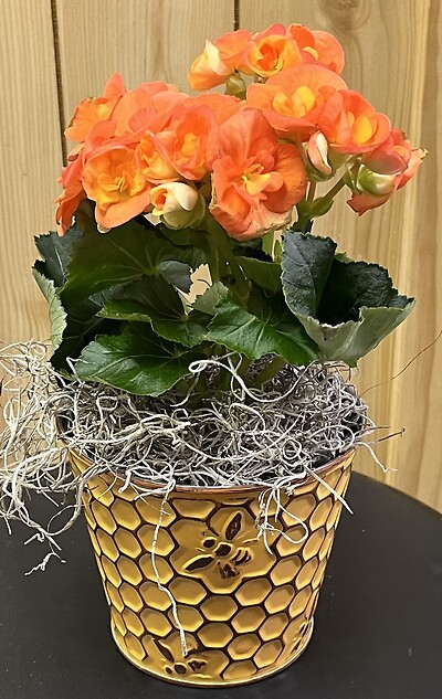 4.5&quot; Orange Rieger Begonia in Metal Honeycomb Pot